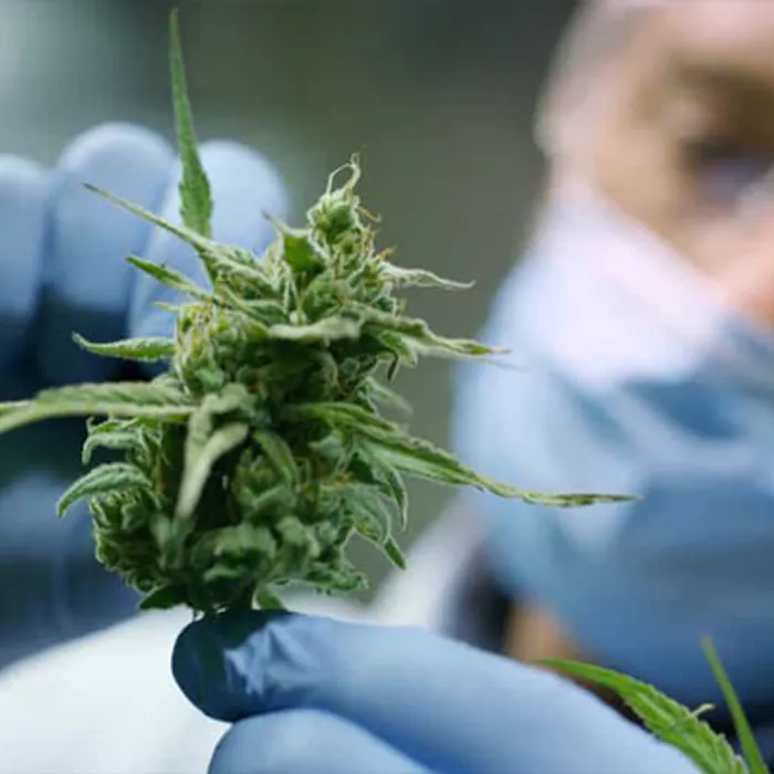 Cannabidiol Oil Vs Hemp Oil