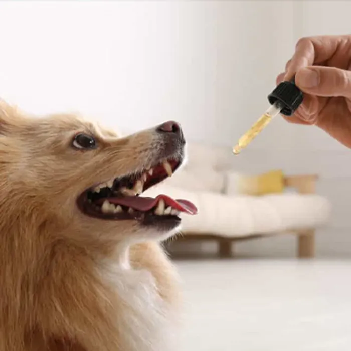 CBD Oil for Dogs