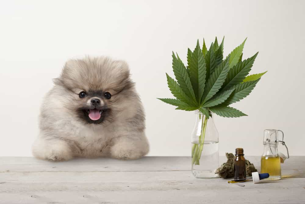 CBD and Dogs