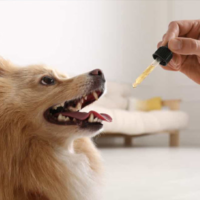 CBD Oil for Dogs