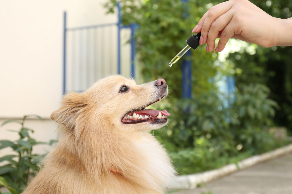 cbd pet tinctures for dog