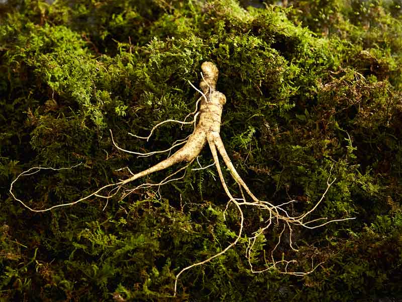 ginseng supplements and depression