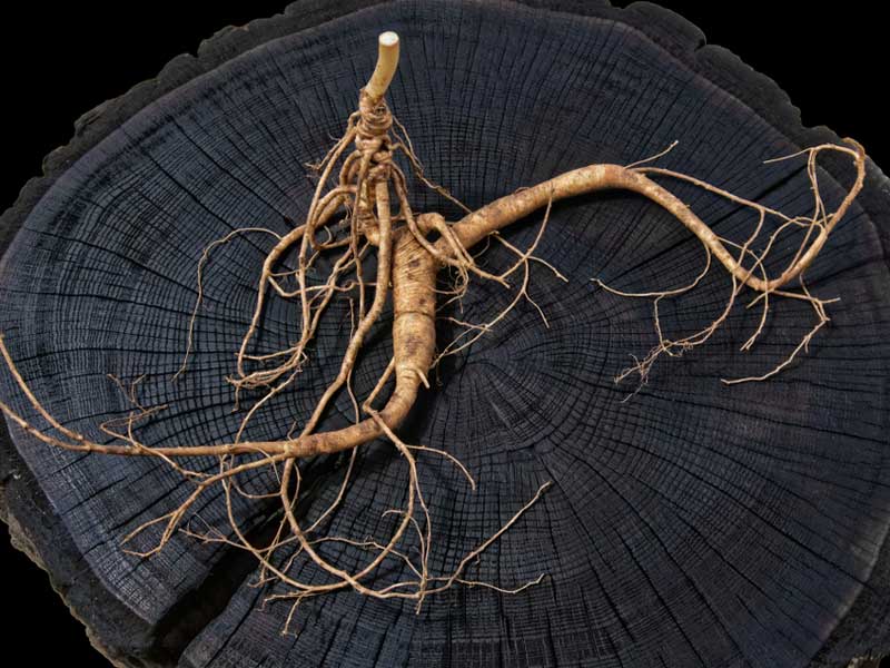 Ginseng supplements for weight loss