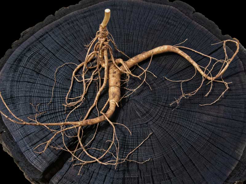 Ginseng supplements for weight loss