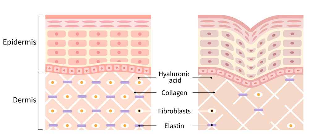 Important vitamins for the regeneration of skin cell