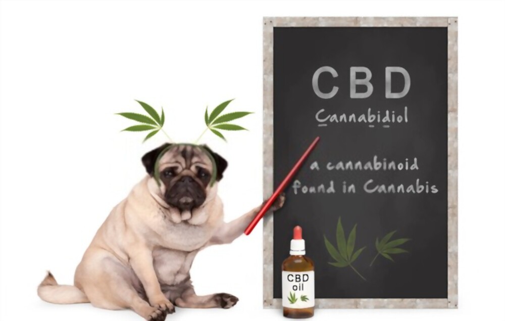 What is the right dose of CBD for dogs?