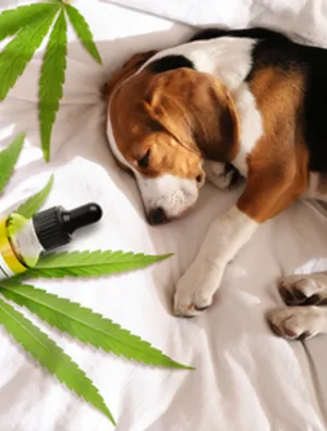 Best CBD Pet Tinctures