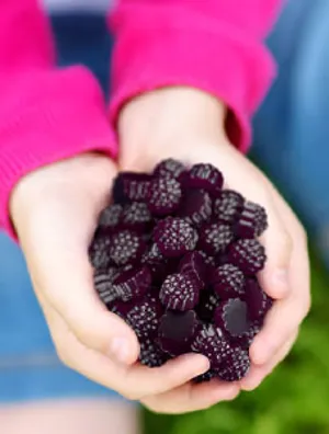 	Best Elderberry Gummies