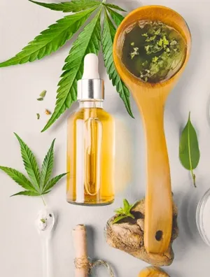 How Much CBD Oil From One Plant? [Update For 2022]