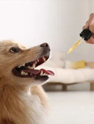 CBD Oil for Dogs